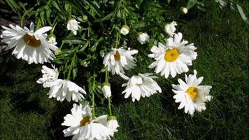 white daisy flowers blooming in the summer garden video