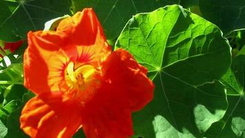 bright orange red flowers moving with wind in sunlight, nasturtium garden flower video