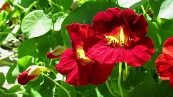 red flowers moving with wind in sunlight, nasturtium garden flower video