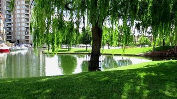 verde salice albero di il lago, città primavera impressione video