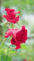 cerca arriba, hermosa rojo Rosa en el jardín, vertical vídeo video