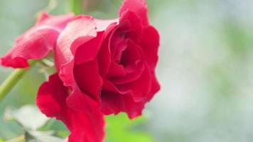 vicino su, bellissimo rosso rosa nel il giardino video