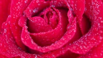 vicino su, bellissimo rosso Rose nel il giardino con acqua far cadere video