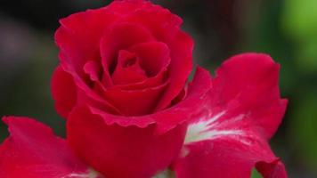 cerca arriba, hermosa rojo Rosa en el jardín video