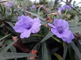 ruellia purple flower with green leaf photo