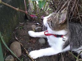 Tabby cat sitting outside in the grass photo