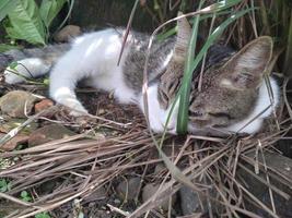 Tabby cat sleeping outside in the grass photo