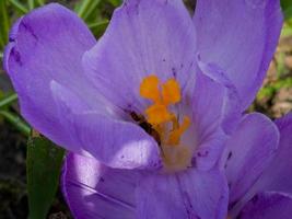 A bumblebee collects pollen from a crocus flower in early spring. photo