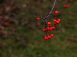 racimos rojos de ceniza de montaña en una rama a finales de otoño. bayas de serbal rojo contra un cielo azul. nombre latino sorbus aucuparia l. foto