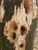 Holes in wood. Woodpeckers destroy trees in Berdsk. Birds gouge mostly diseased trees, getting food. The surface of a tree destroyed by woodpeckers. Evidence of damage on an old hollow tree. photo