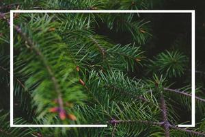 Fir tree branches with green needles and white frame for copy space photo