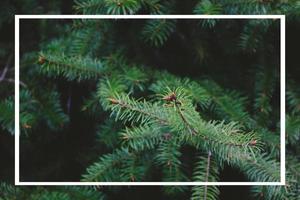 Fir tree branches with green needles and white frame for copy space photo