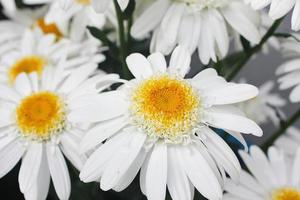 White daisies in a bouquet, close-up. photo