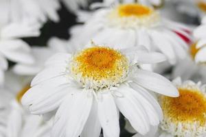 White daisies in a bouquet, close-up. photo