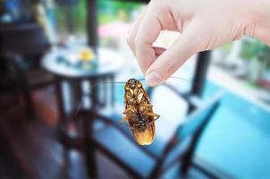 Woman's Hand holding cockroach on room in house background, eliminate cockroach in room house photo