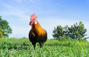 hermosa polla de gallo en el fondo de la naturaleza, animales de granja foto