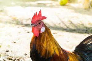 hermosa polla de gallo en el fondo de la naturaleza, animales de granja foto