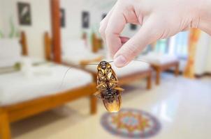 Woman's Hand holding cockroach on bedroom background, eliminate cockroach in bedroom photo