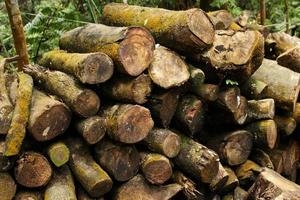 Pile of pine logs in the forest for firewood. photo