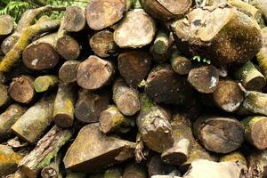 Dead tree logs for firewood photo