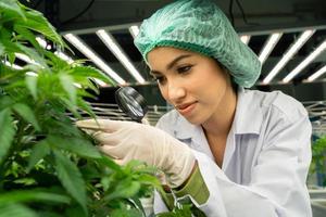 cbd cáñamo medicinal cáñamo planta canabis científicos son investigando el calidad de canabis canabis en cultivo escuelas. médico conceptos, foto