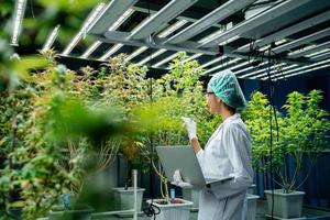 Cannabis scientists are investigating the quality of cannabis cannabis in cultivation schools. Medical concepts, cannabis, CBD photo