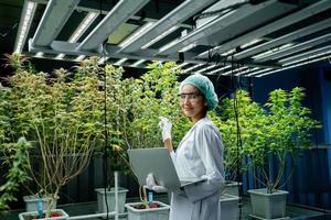 Professional researchers working on cannabis farms. Researchers use laptops to record and analyze cannabis plants for commercial cultivation. Alternative herbal medicines. CBD pharmaceutical industry photo