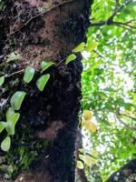 close up photo, plant photo