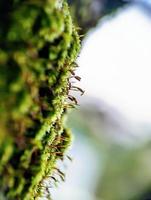 fotografía macro, musgo verde foto