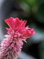 Close-up photo of flowers