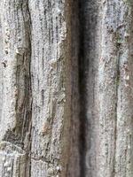 close up photo of wood texture