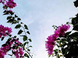 Bougainvillea and sky photos