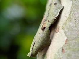 Closeup photo, guava tree bark photo