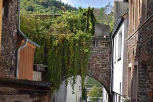 plantas creciente abajo un arco foto