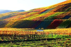 otoño de colores viñedos en ahr Valle foto