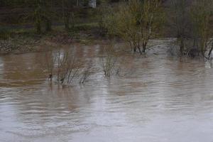 Trees in Muddy Flood water photo