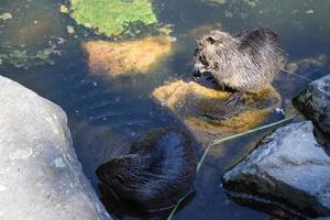 dos nutria, uno comiendo uno limpieza piel foto