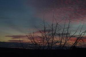 bold tree in the Sunset photo