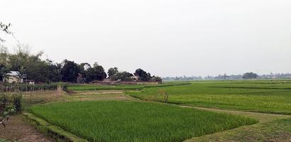 paddy field blue sky over the lake, natural view of village farmland photo