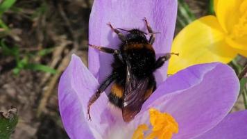 ein Hummel sammelt Pollen von ein lila Krokus Blume im früh Frühling. ein Licht Frühling Wind ist weht. video