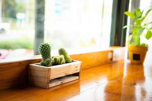 Cactus on table photo