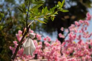 A rain doll hanging over a cherry blossom tree photo