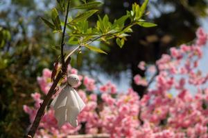 A rain doll hanging over a cherry blossom tree photo