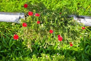 Fresh Thai native flowers decorated with bamboo fences photo