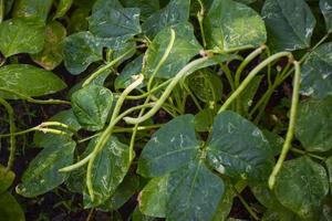 Long bean bean plot of agricultural crops in the country  Thailand photo