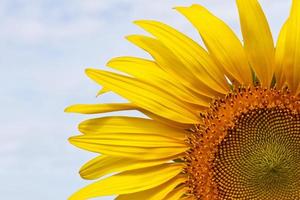 close up sunflower photo