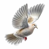 dove activity illustration photo