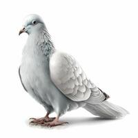 dove activity illustration photo