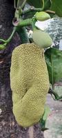 A jackfruit hanging from a tree with a leaf on it close photo