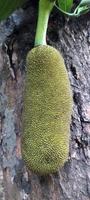 A jackfruit hanging from a tree with a leaf on it close photo